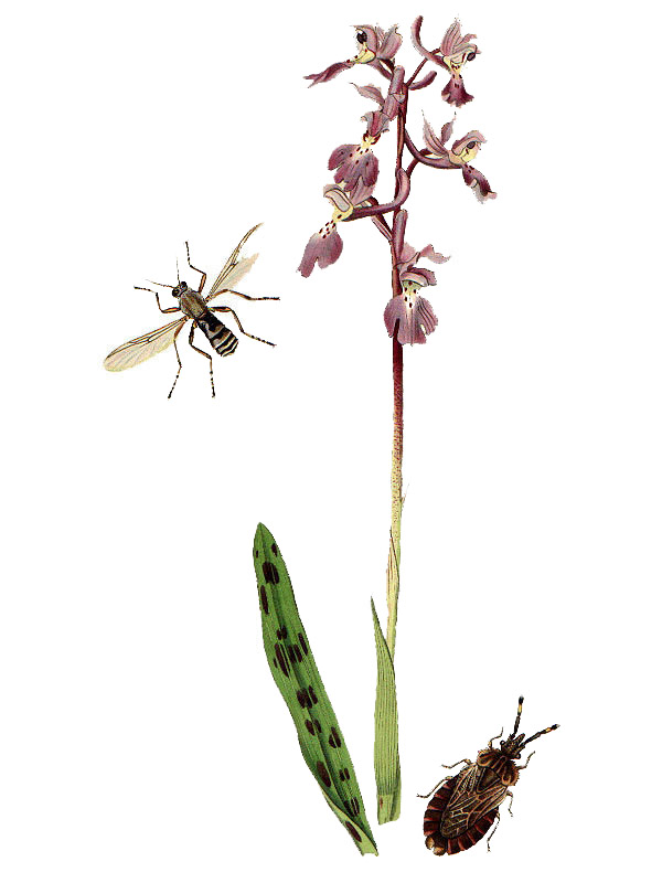 Orchis mascula