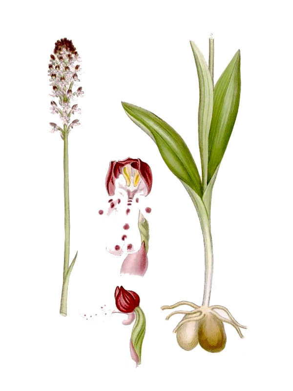 Orchis ustulatus