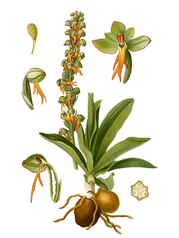 Orchis anthropophora