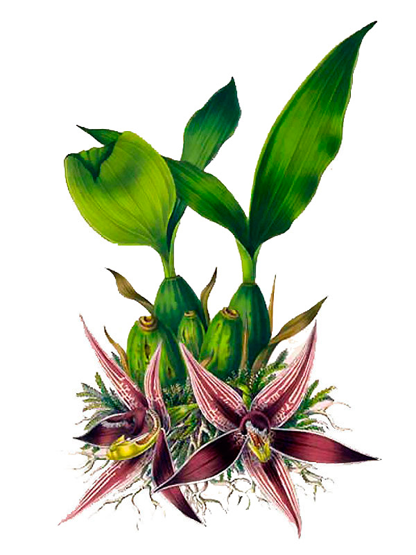 Paphinia cristata