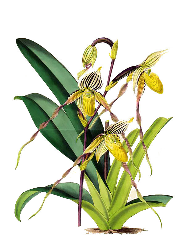 Paphiopedilum philippinense