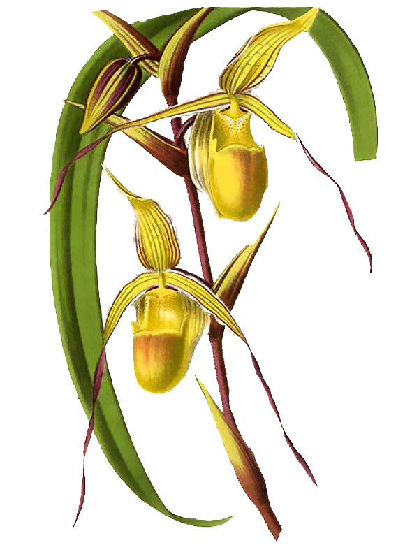Phragmipedium longifolium