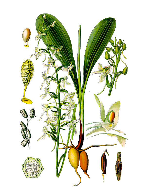 Platanthera bifolia