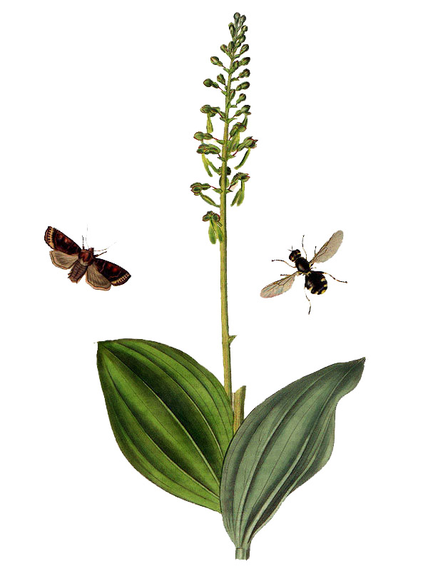 Platanthera bifolia