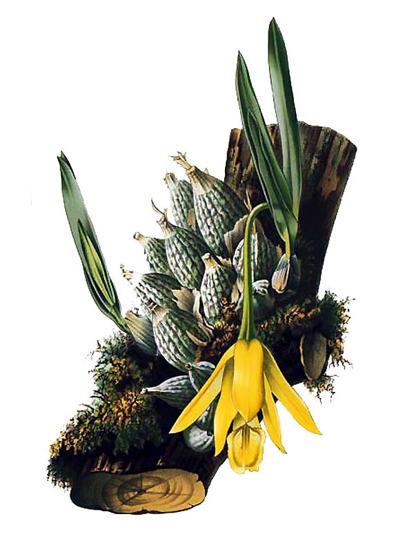 Prosthechea citrina