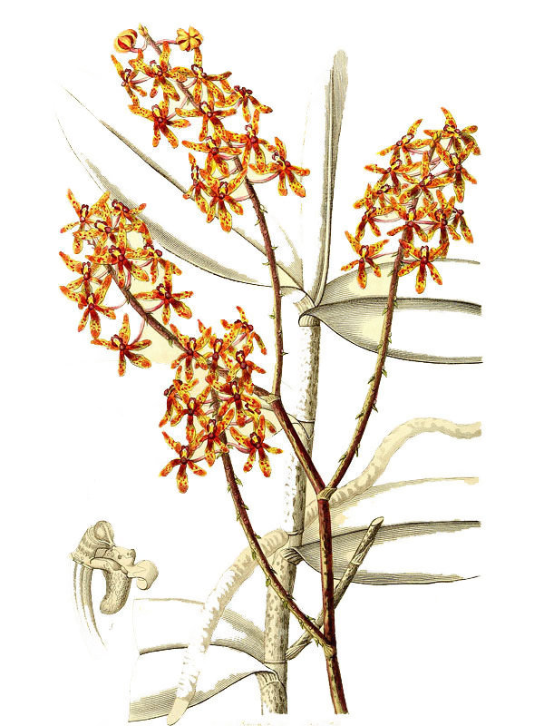 Renanthera matutina