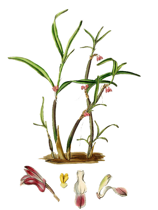Scaphyglottis violacea