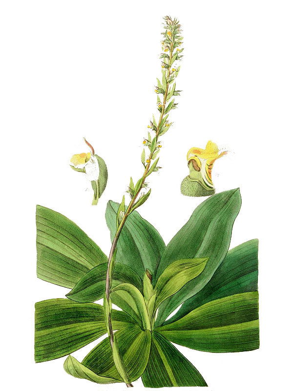 Spiranthes bracteosa