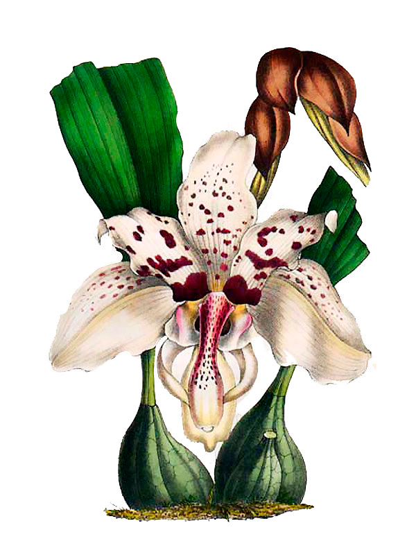 Stanhopea martiana