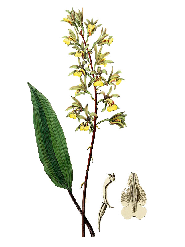 Tainia bicornis
