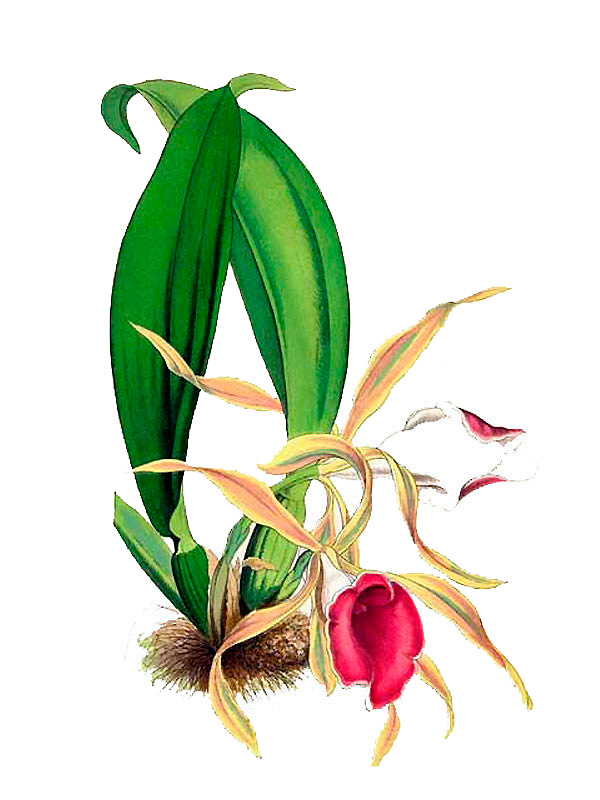 Trichopilia marginata