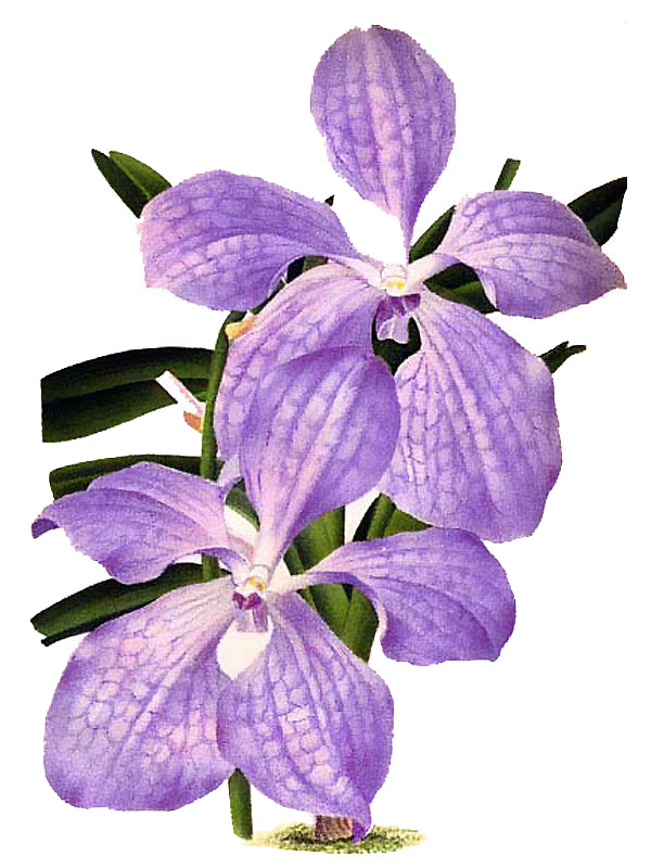 Vanda coerulea